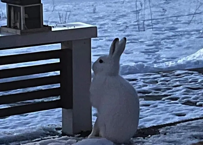 公寓 Unique Lapin Kulta